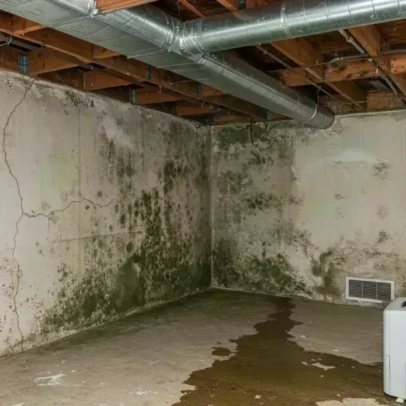 Professional Mold Removal in Franklin Park, IL